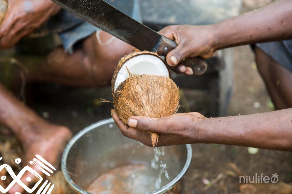 Öffnen einer Kokosnuss aus dem Niulife Solomon Islands Projekt für das fair gehandelte Kokosnussöl von Amanprana