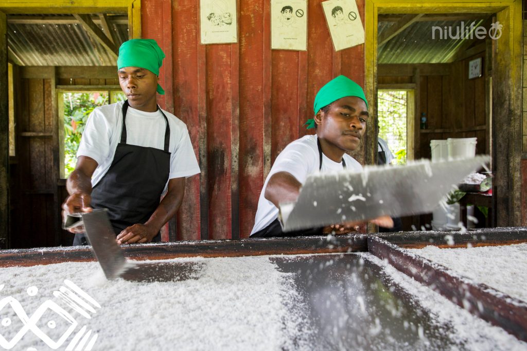 Séchage des noix de coco sur les îles Salomon. Production de l'huile de coco la plus équitable de l'amanprana.