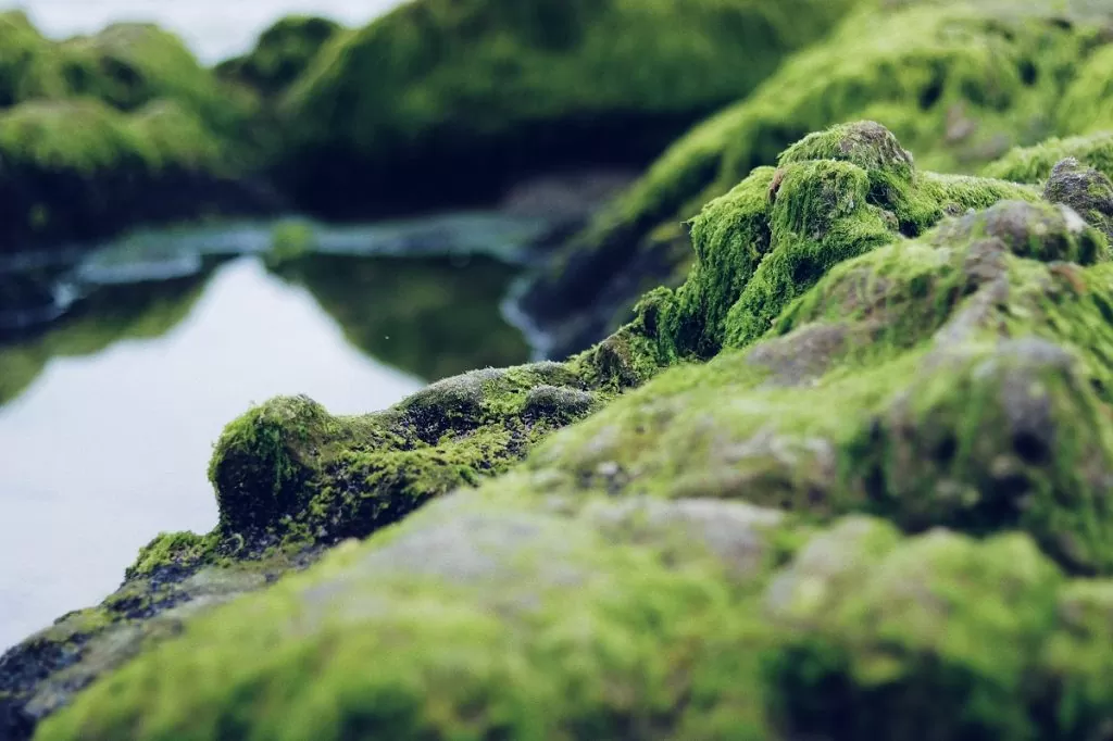 Grønne alger på steiner ved en innsjø. Algene trekker ut oksygenet fra vannet.