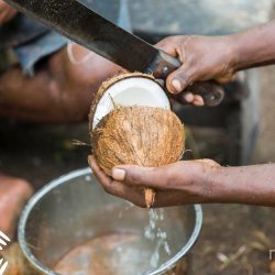 Ouverture d'une noix de coco du projet Niulife des Îles Salomon pour l'huile de coco la plus équitable d'Amanprana