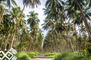 Palmen auf den Salomonen