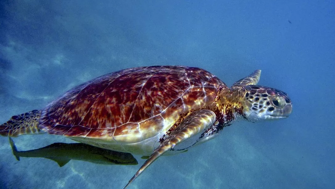 Sea turtle breeding beaches are flooded by rising sea levels caused by global warming