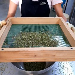 Processing white thyme