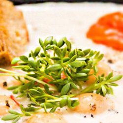 Heerlijke soep van kikkererwten. Met gegrilde seitan en cherry  tomaten. Eiwitrijk en vol smaak