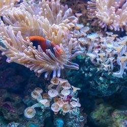 Climate warming causes the coral reefs to die off.