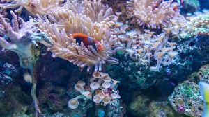 De klimaatopwarming zorgt voor de afsterving van de koraalriffen.