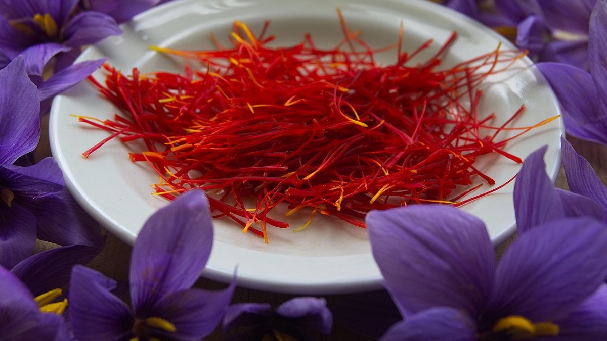 Saffron Is Valuable 1kg Dried Saffron 2 Football Fields Full Of Saffron Flowers Amanprana